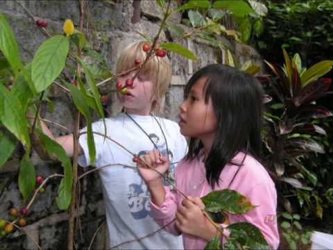 how to harvest coffee beans at home