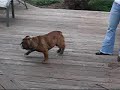Bulldogs Love Chasing Bubbles
