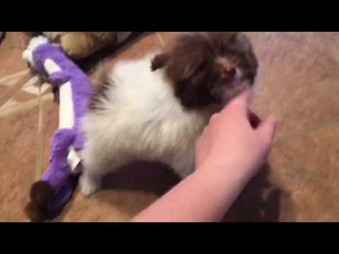 Duke-male pomapoo puppy