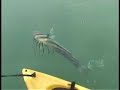 Kayak Fishing Record Rooster Fish