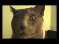 My Russian Blue Cat