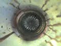 FerroFluid and AC Magnet FerroFluid and AC Magnet