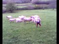 Vache Vache