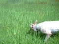 Titan Running in Flooded Pasture