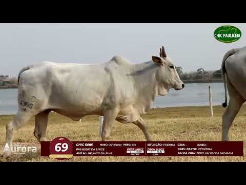 4� De Olho na Fazenda - NELORE AURORA participa��o Chico Paulic�ia