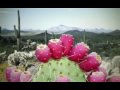 Sonoran Bloom - The Power of Nopal Cactus