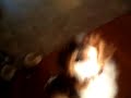 Emma the dog in action