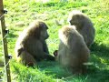 Baby Olive Baboon