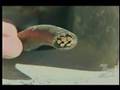 Intelligent Video Surveillance fights Copper Theft