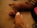 KARMA & PEDRO PART 1