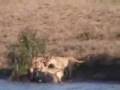 Buffalo vs Lion vs Crocodile