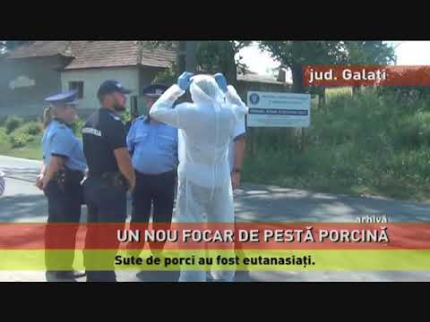 Un nou focar de pestă porcină, în județul Galați