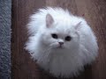 Traditional Persian Cristalline gives you a virtual hug