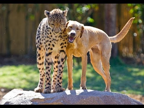 Puppies Youtube on Jachtluipaard Cheetah En Labrador Puppy Groeiden Samen Op En Zijn Nu