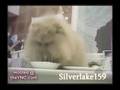 very funny cats
