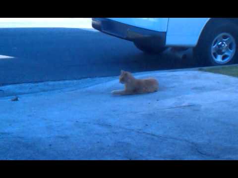 miming - Poor, confused cat thinks hes licking himself....... (the head trauma comment is a joke/speculation!)