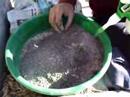 Peche hivernale de carpes et carassins