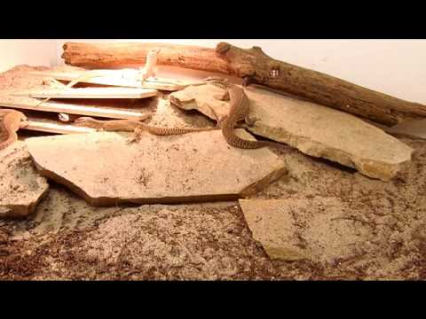 YouTube reptile video
