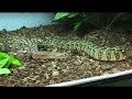 Puff Adders on the Move