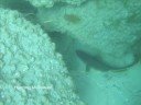Tom Veitch Spearfishing Mulloway Tom Veitch Spearfishing Mulloway