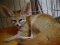 Daily life of Fennec fox