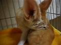 Daily life of Fennec fox