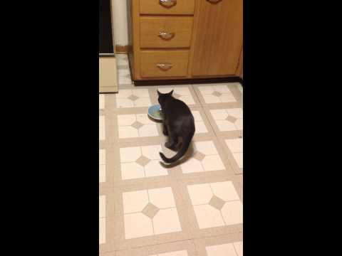 Cat Hilariously Says 'So Good' Over And Over While Eating Mac 'N' Cheese