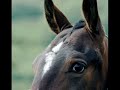 Akhal Tekes - Beauty and Stamina and Speed Akhal Tekes - Beauty and Stamina and Speed
