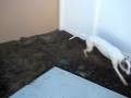 videos de Greyhound Prancer Run