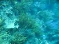 BVI Dive at the Indians - Part 2