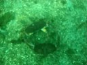 Dancing Crabs