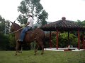 PASO FINO MULE CONFITE
