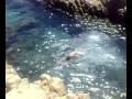 TUFFO DALLA SCOGLIERA