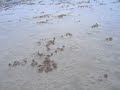 crab in Koh Lanta