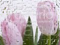 Intocable - Déjate amar...