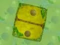 Citologia Mitosis Animaci�n