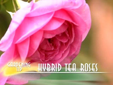 how to fertilize hybrid tea roses