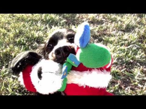 FinetunedCanines - Cute Christmas movie with dogs - teaser for upcoming movies from FINE-TUNED CANINES http://www.Fine-tunedCanines.com More movies: http://www.fine-tunedcanine...