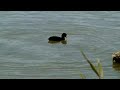 Focha común alimentándose en l'Estany de Cullera