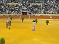pasion y duende del caballo andaluz  sevillana