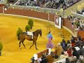 pasion y duende del caballo andaluz  sevillana