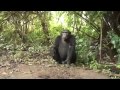 Monkey Maincourse