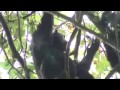 bonobos-chimpancs-y-humanos.html