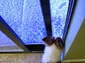 Snow day 12-08-09
