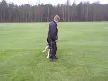 Entrés Kiito 9½ månad tränar Skall