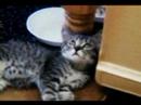 My Memories w Tiger Kitty rememberwhen memorial pet tribute