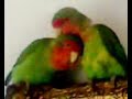 Love Birds Love Birds