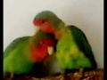 Love Birds