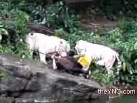 White Tiger