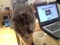  cat grey sheeba mr cornwall tea drink funny